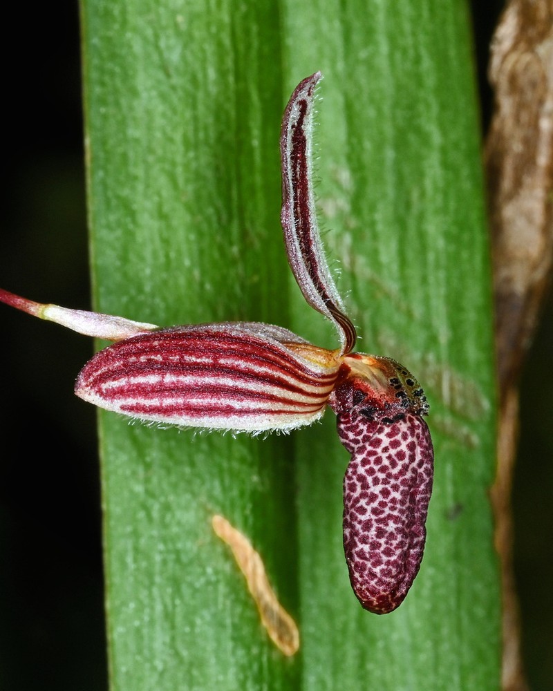 Bulbophyllum spongiola