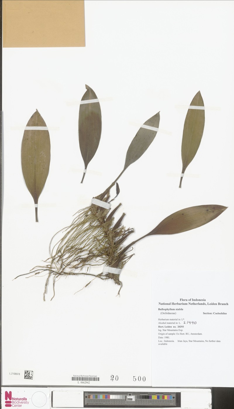 Bulbophyllum stabile