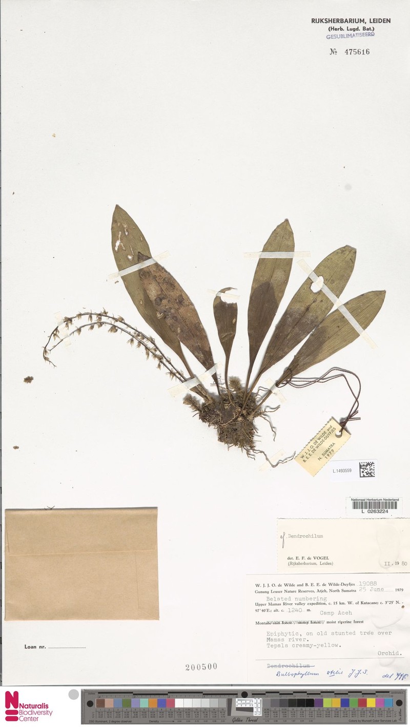 Bulbophyllum stelis