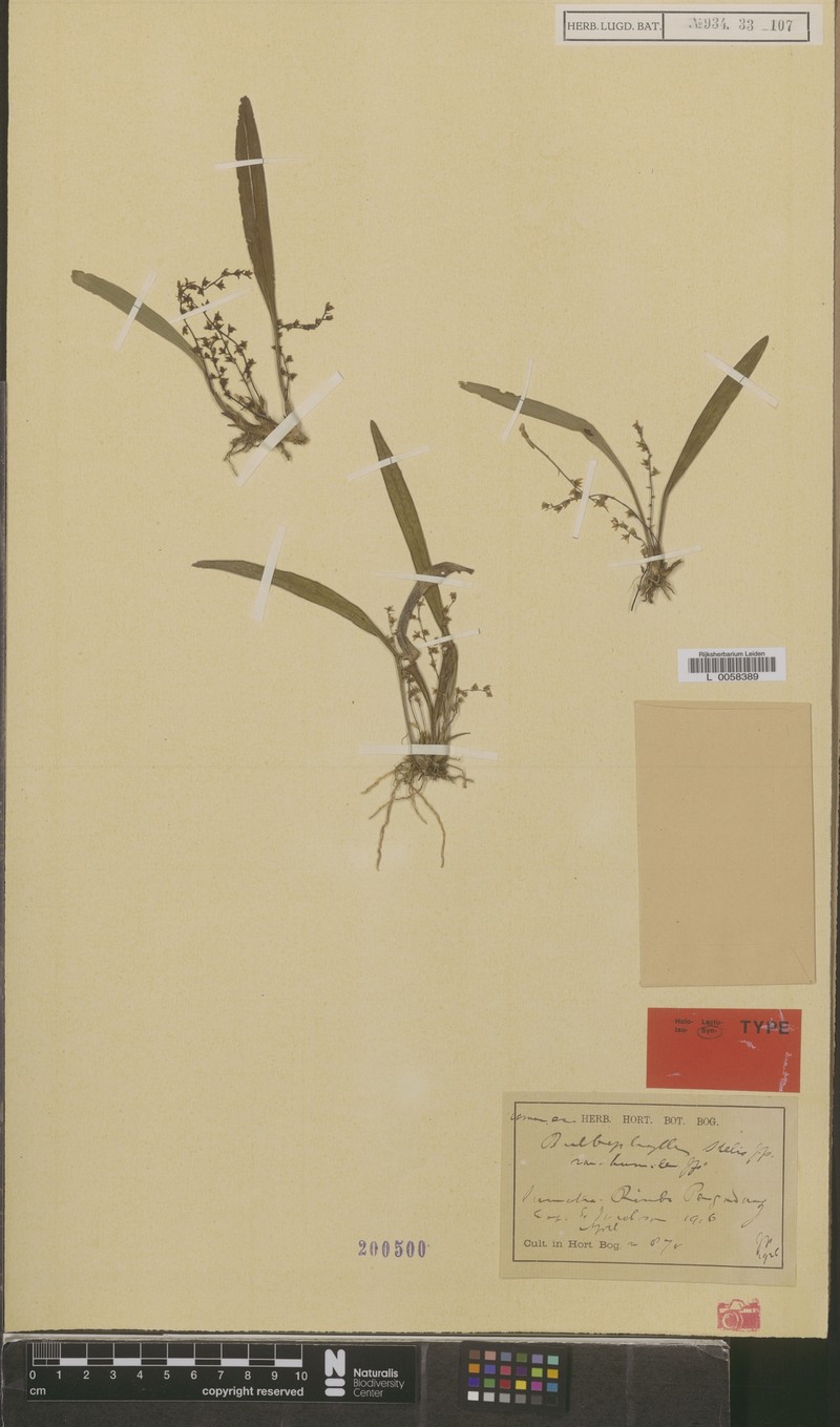 Bulbophyllum stelis photo 2