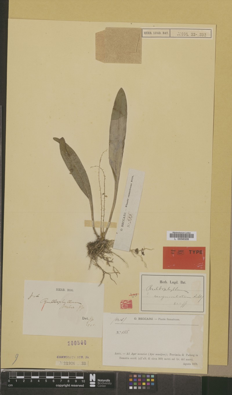 Bulbophyllum stelis photo 3