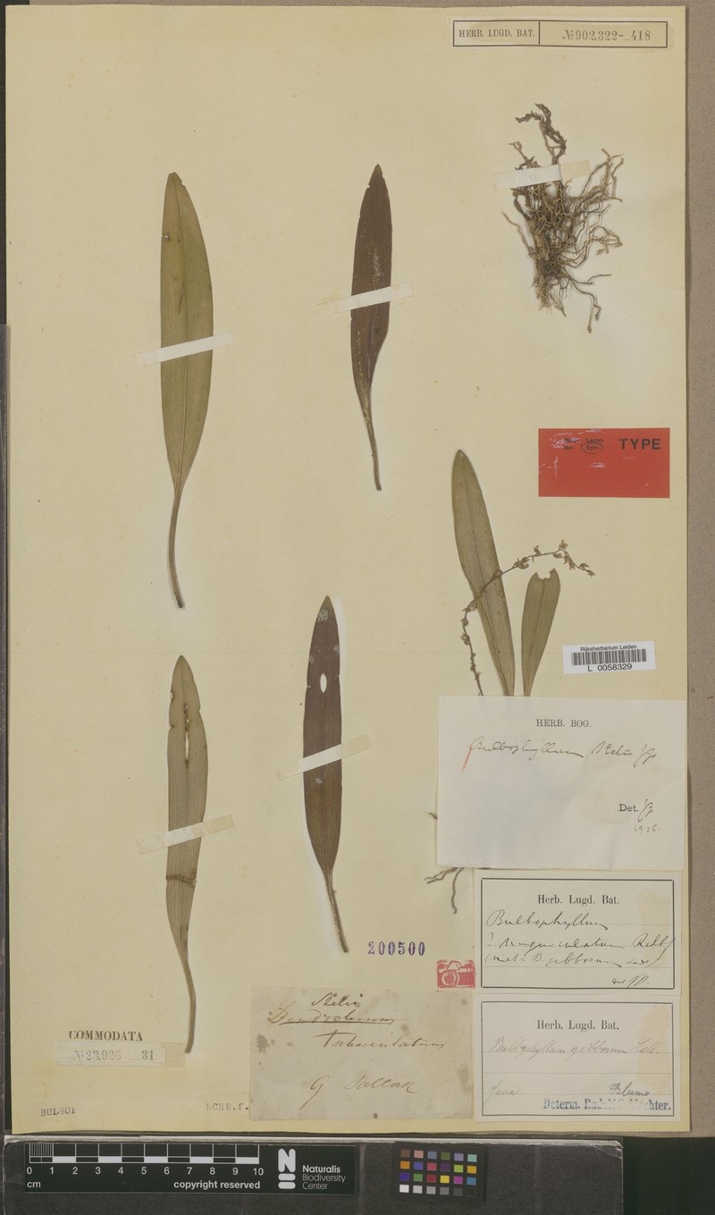Bulbophyllum stelis photo 4