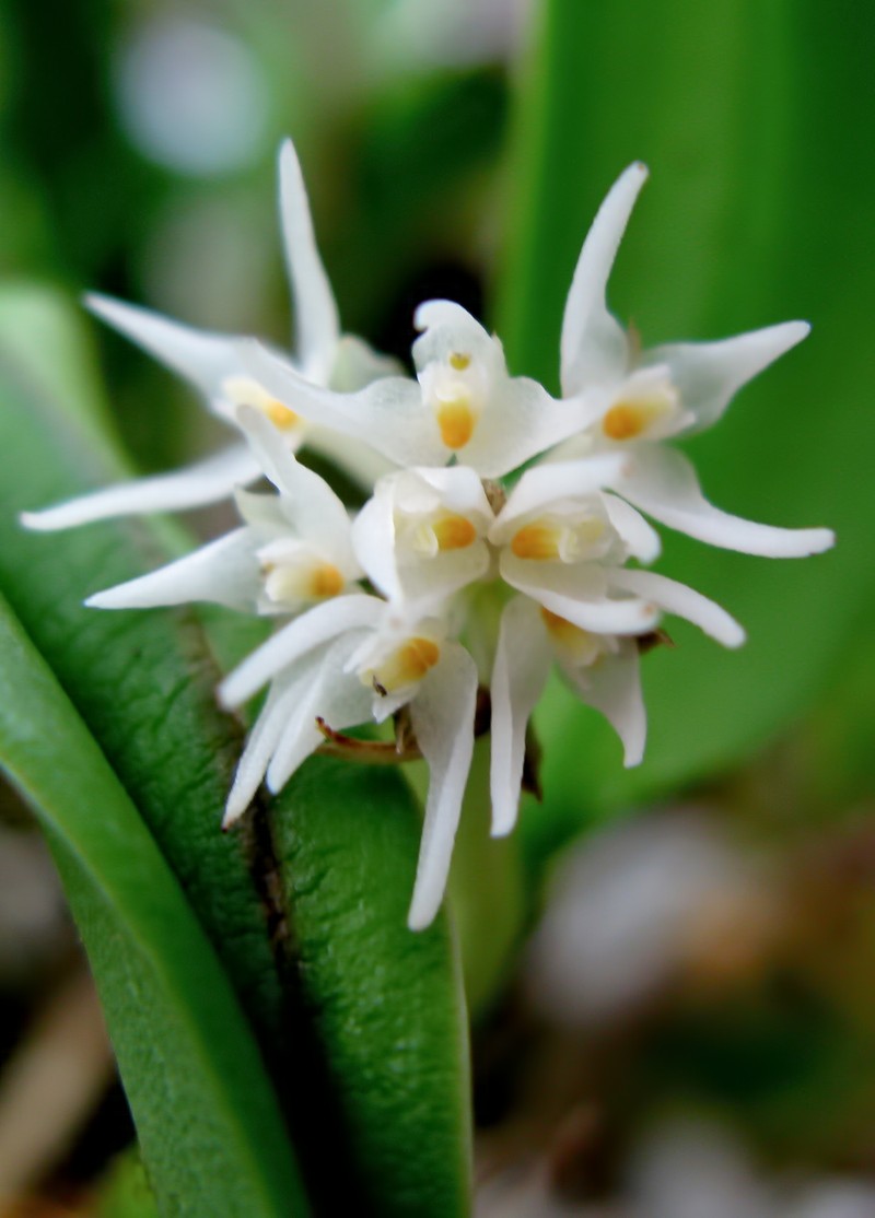 Bulbophyllum stenobulbon