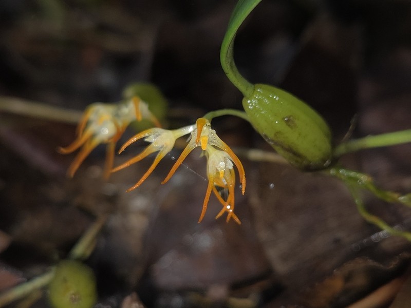 Bulbophyllum stenobulbon photo 2