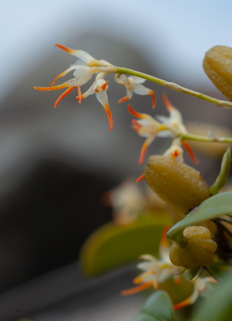 Bulbophyllum stenobulbon photo 3