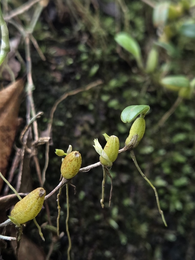Bulbophyllum stenobulbon photo 4