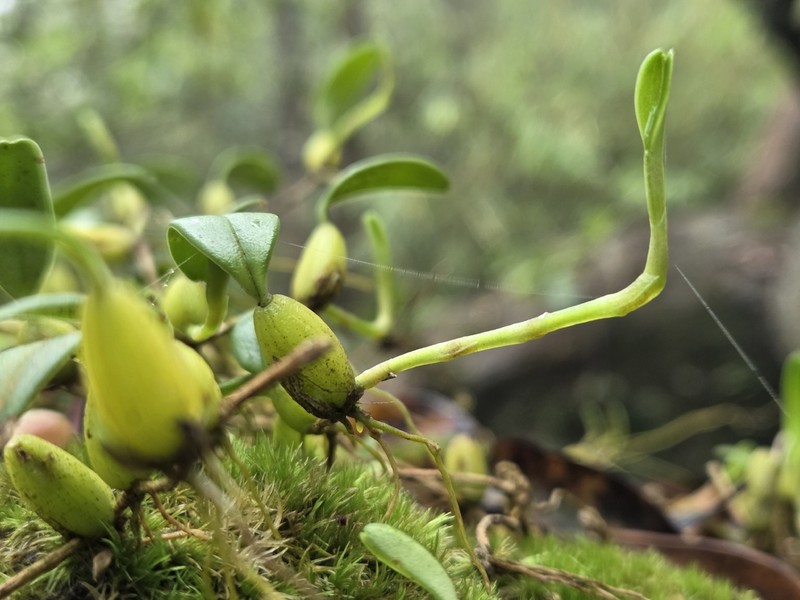 Bulbophyllum stenobulbon photo 5