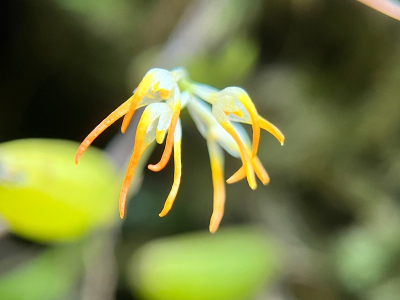 Bulbophyllum stenobulbon photo 6
