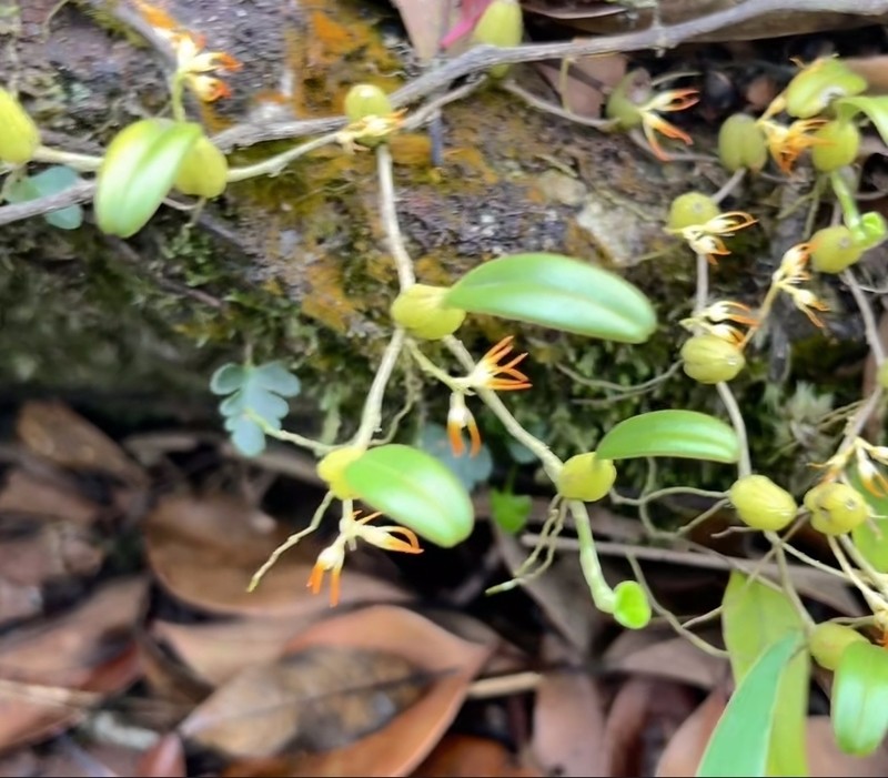 Bulbophyllum stenobulbon photo 7
