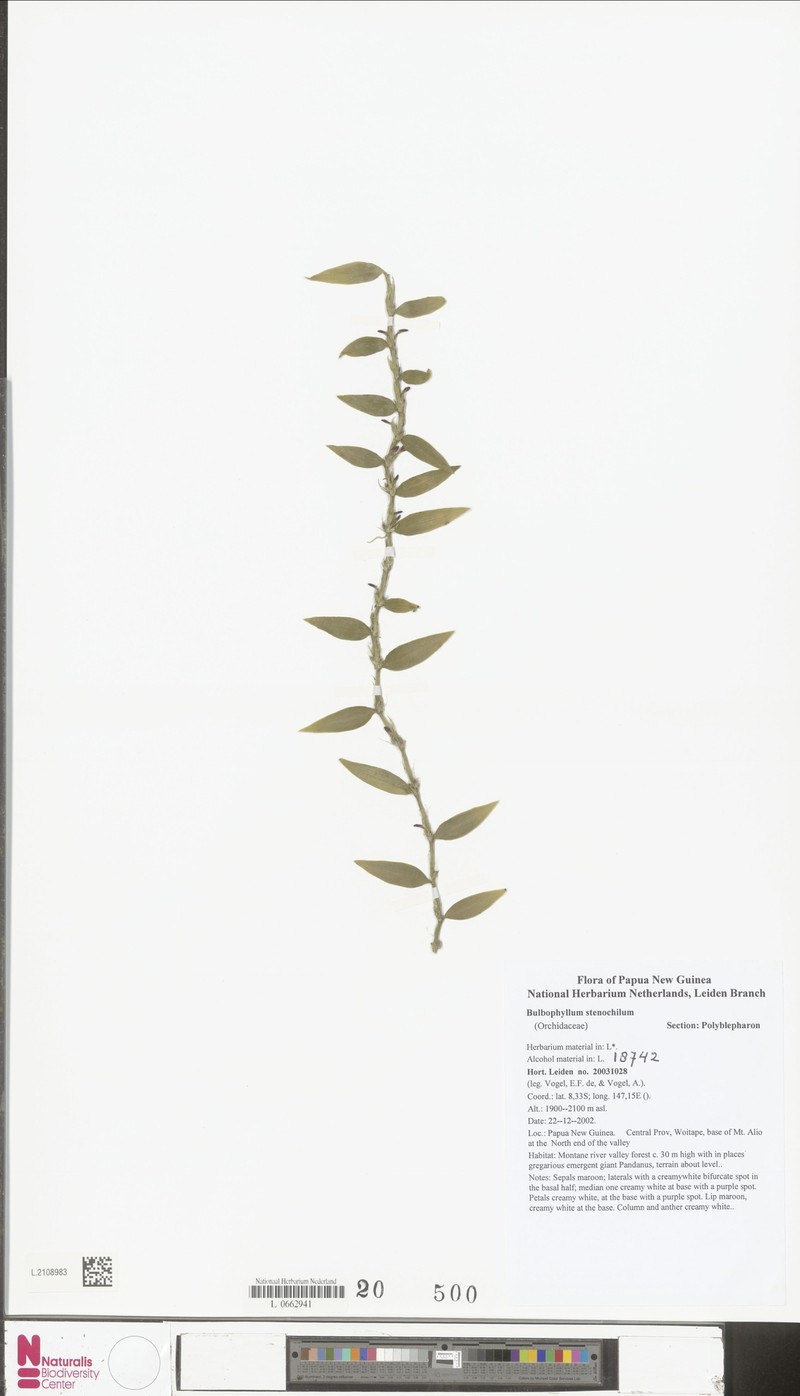 Bulbophyllum stenochilum