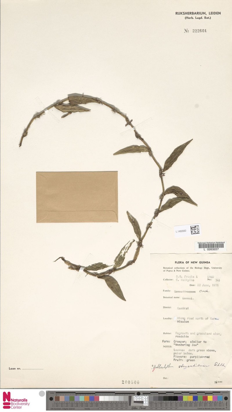 Bulbophyllum stenochilum photo 2