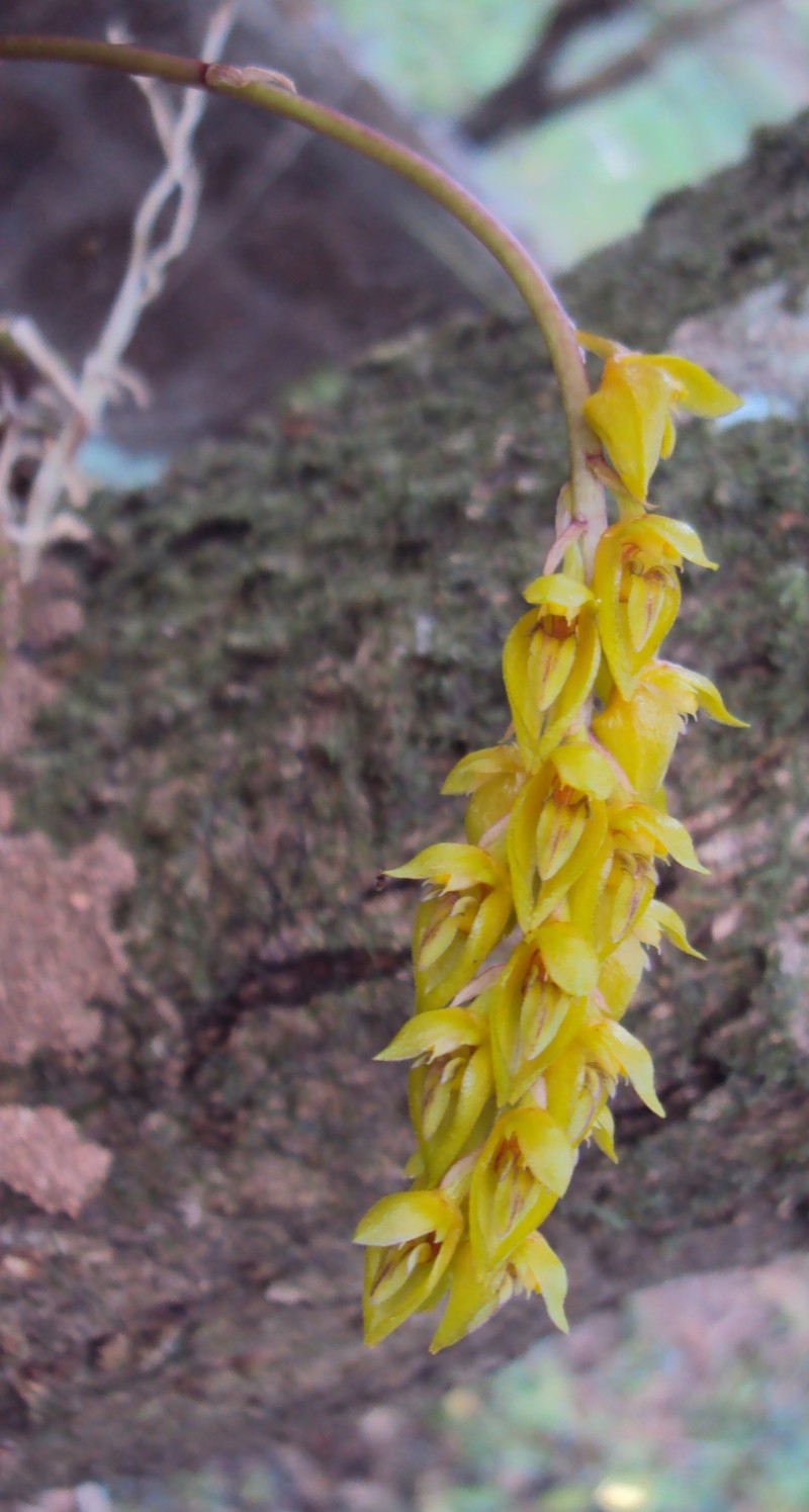 Bulbophyllum sterile