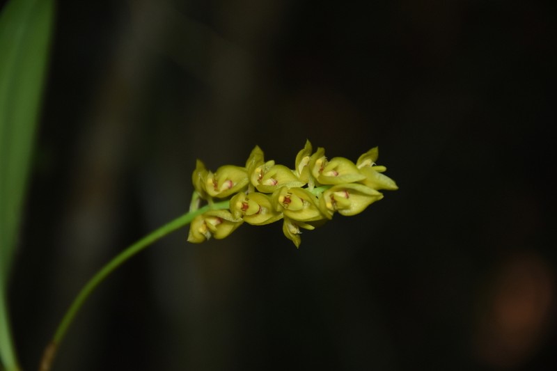 Bulbophyllum sterile photo 2