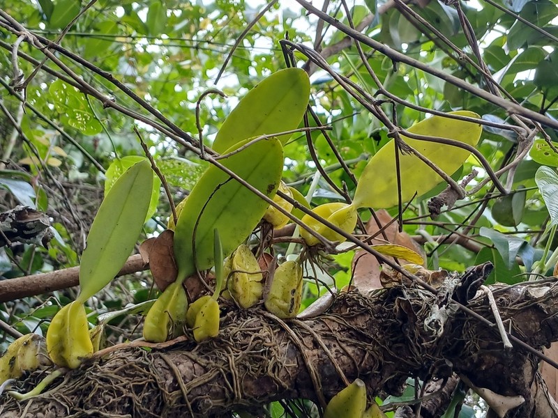Bulbophyllum sterile photo 3