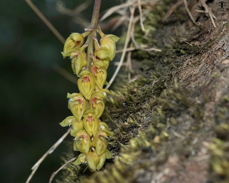 Bulbophyllum sterile photo 4