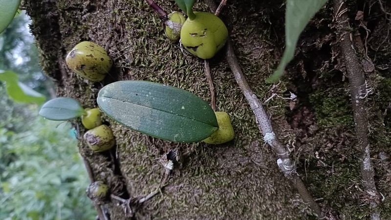 Bulbophyllum sterile photo 5