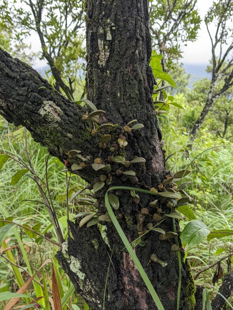 Bulbophyllum sterile photo 6