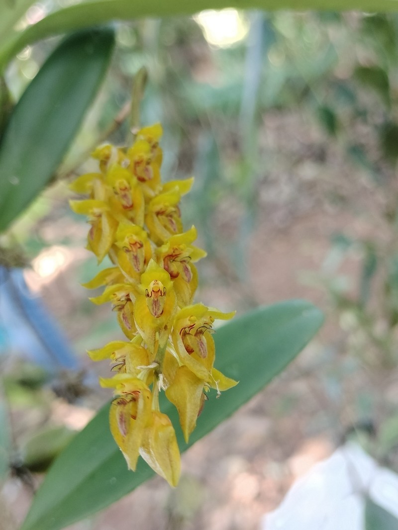 Bulbophyllum sterile photo 7