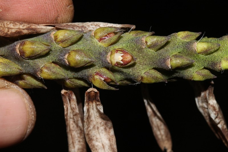 Bulbophyllum steyermarkii