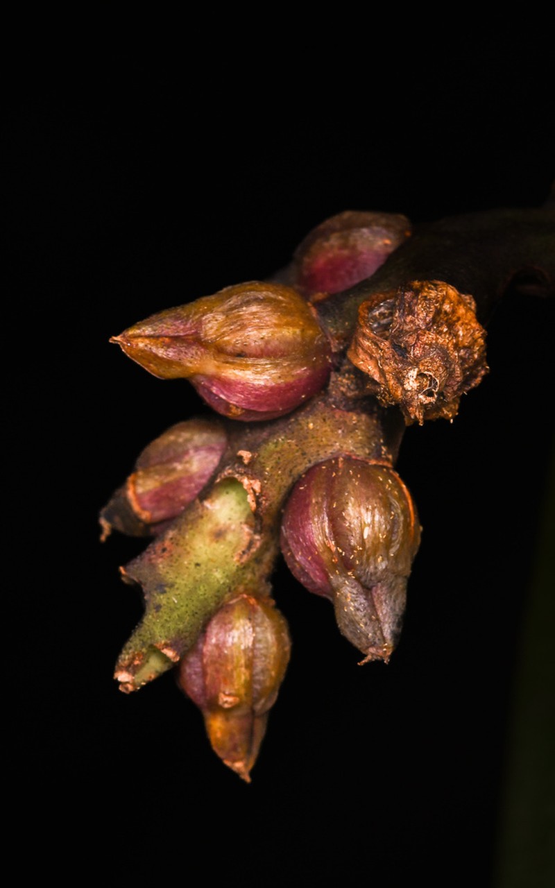 Bulbophyllum steyermarkii photo 2