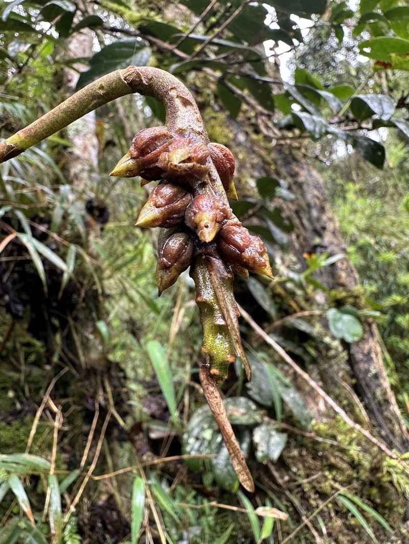 Bulbophyllum steyermarkii photo 3