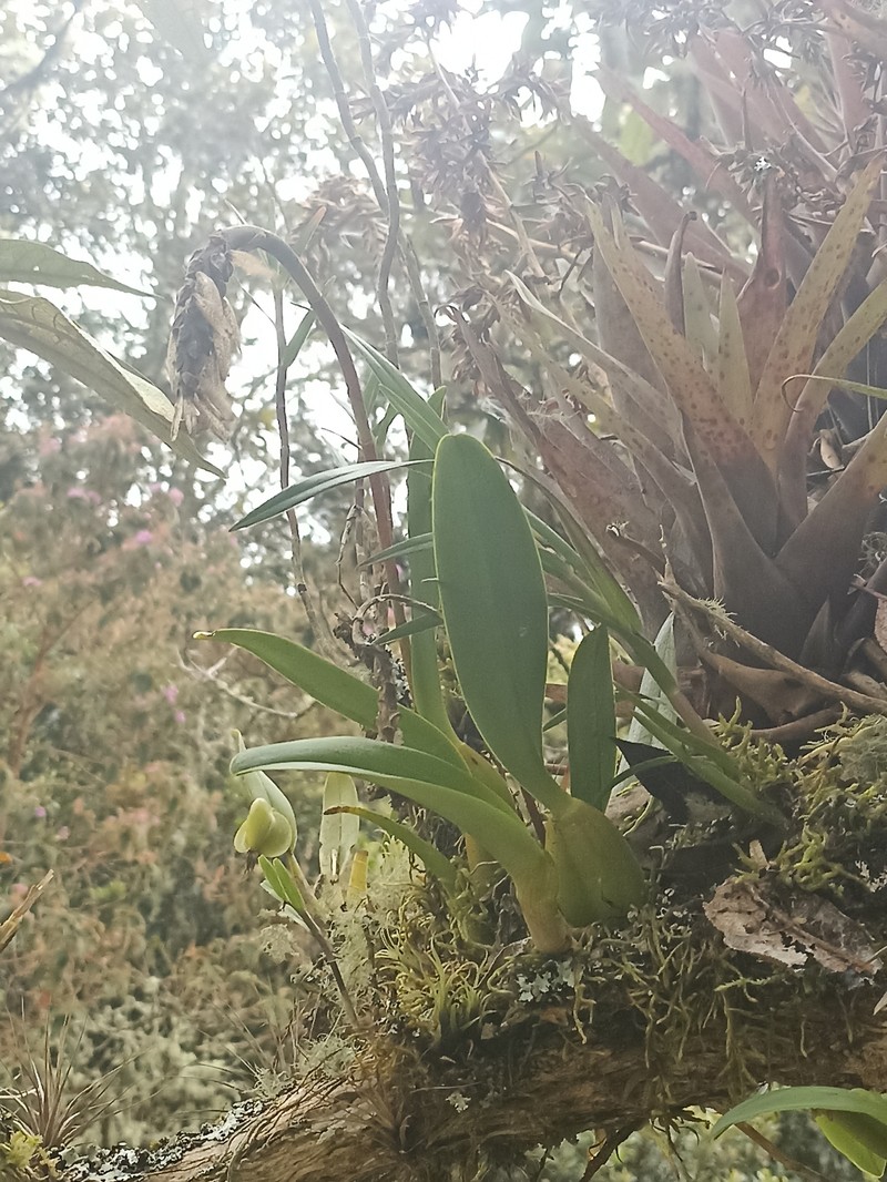 Bulbophyllum steyermarkii photo 7