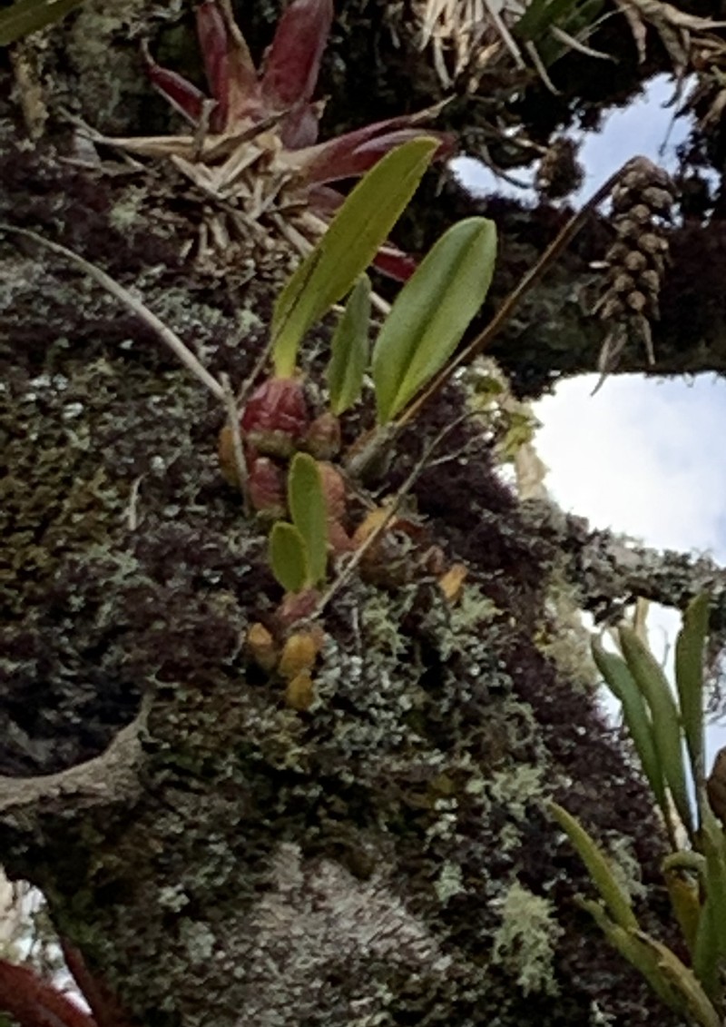 Bulbophyllum steyermarkii photo 8
