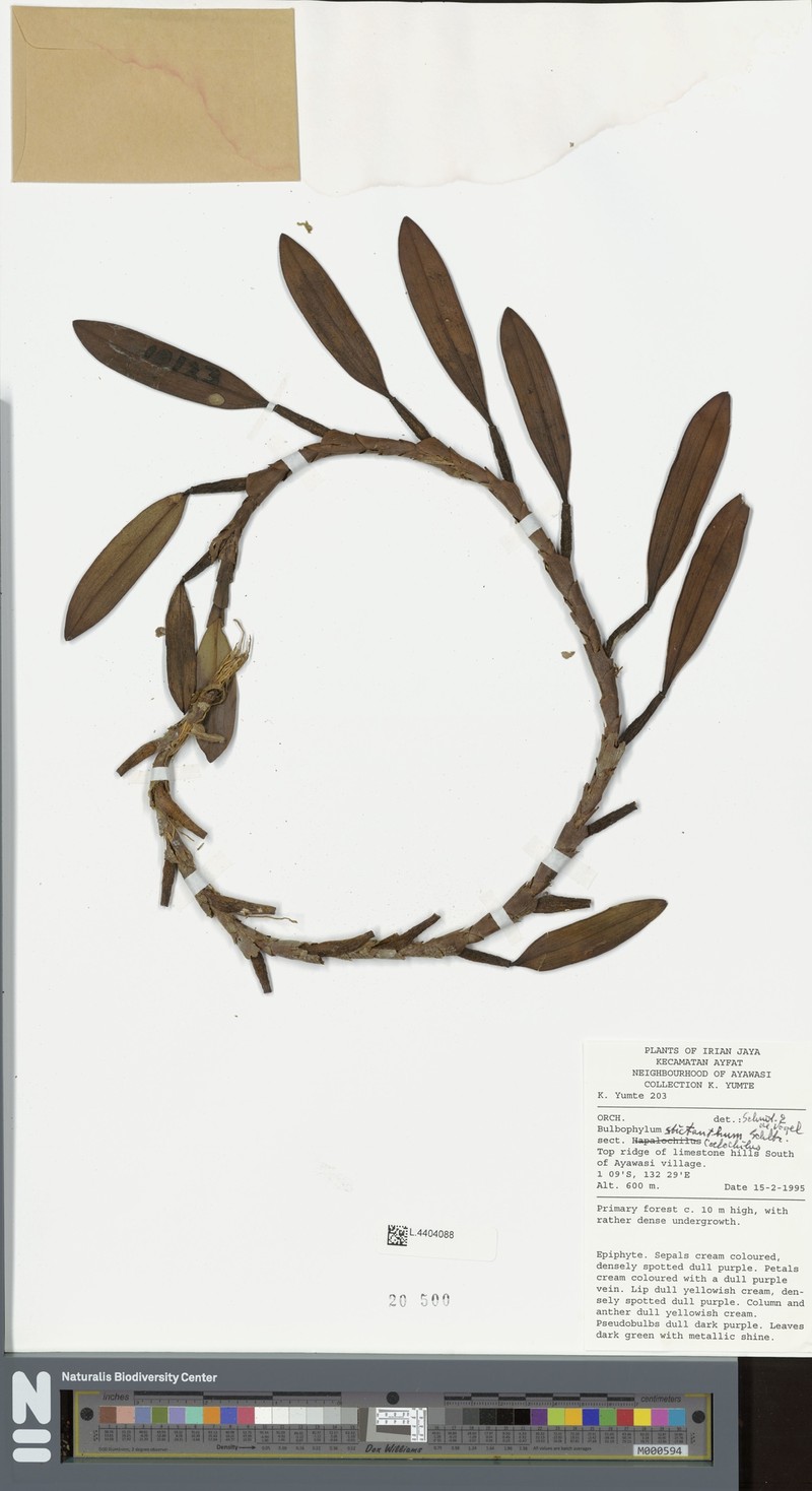 Bulbophyllum stictanthum