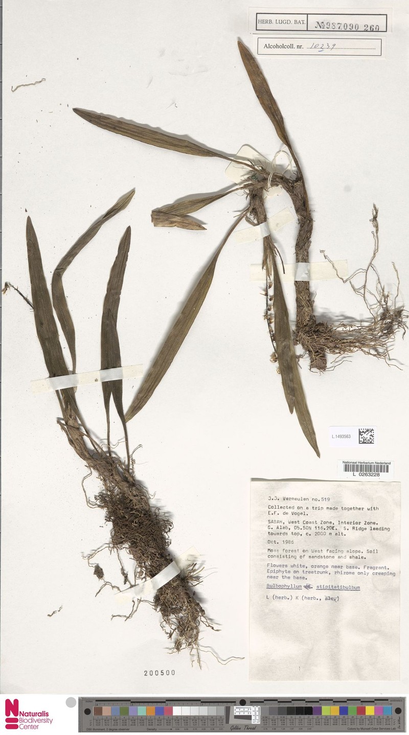 Bulbophyllum stipitatibulbum