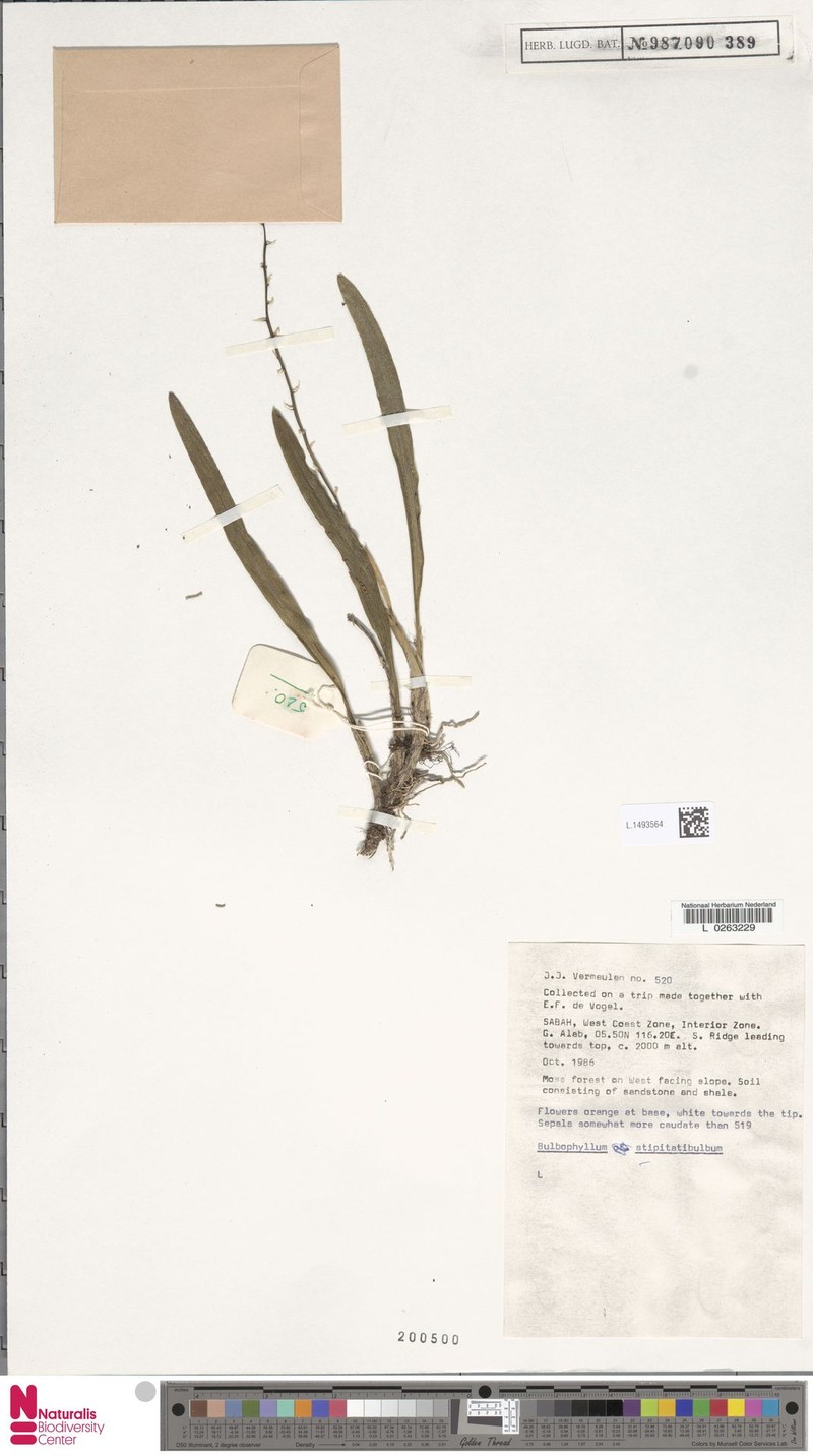 Bulbophyllum stipitatibulbum photo 2