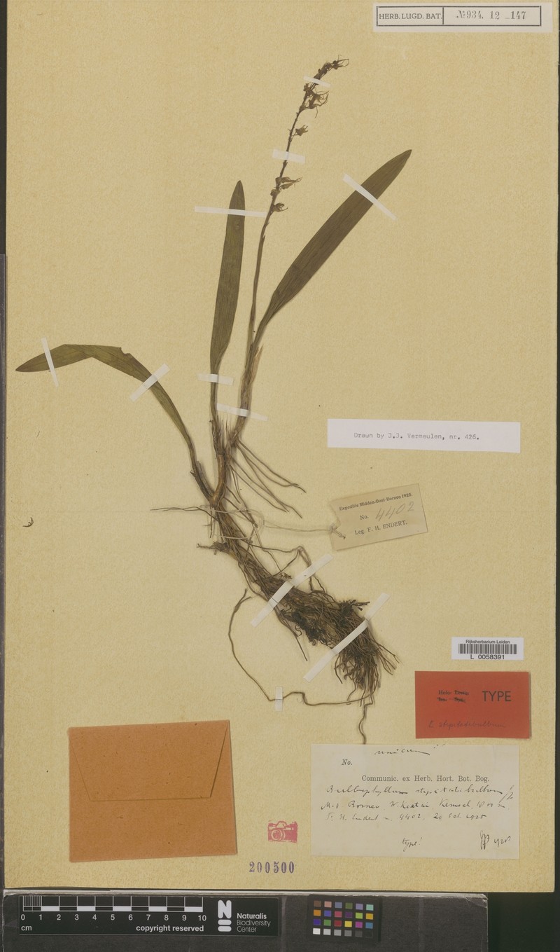 Bulbophyllum stipitatibulbum photo 3