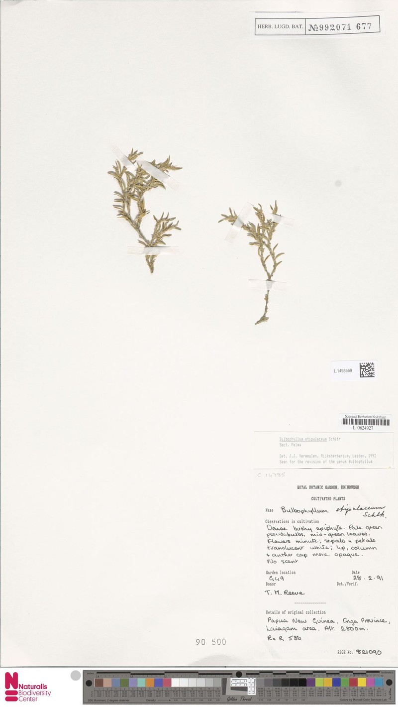 Bulbophyllum stipulaceum