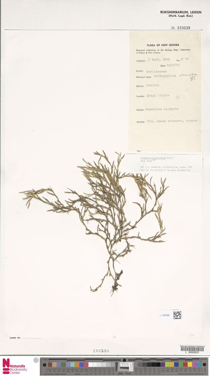 Bulbophyllum stipulaceum photo 2