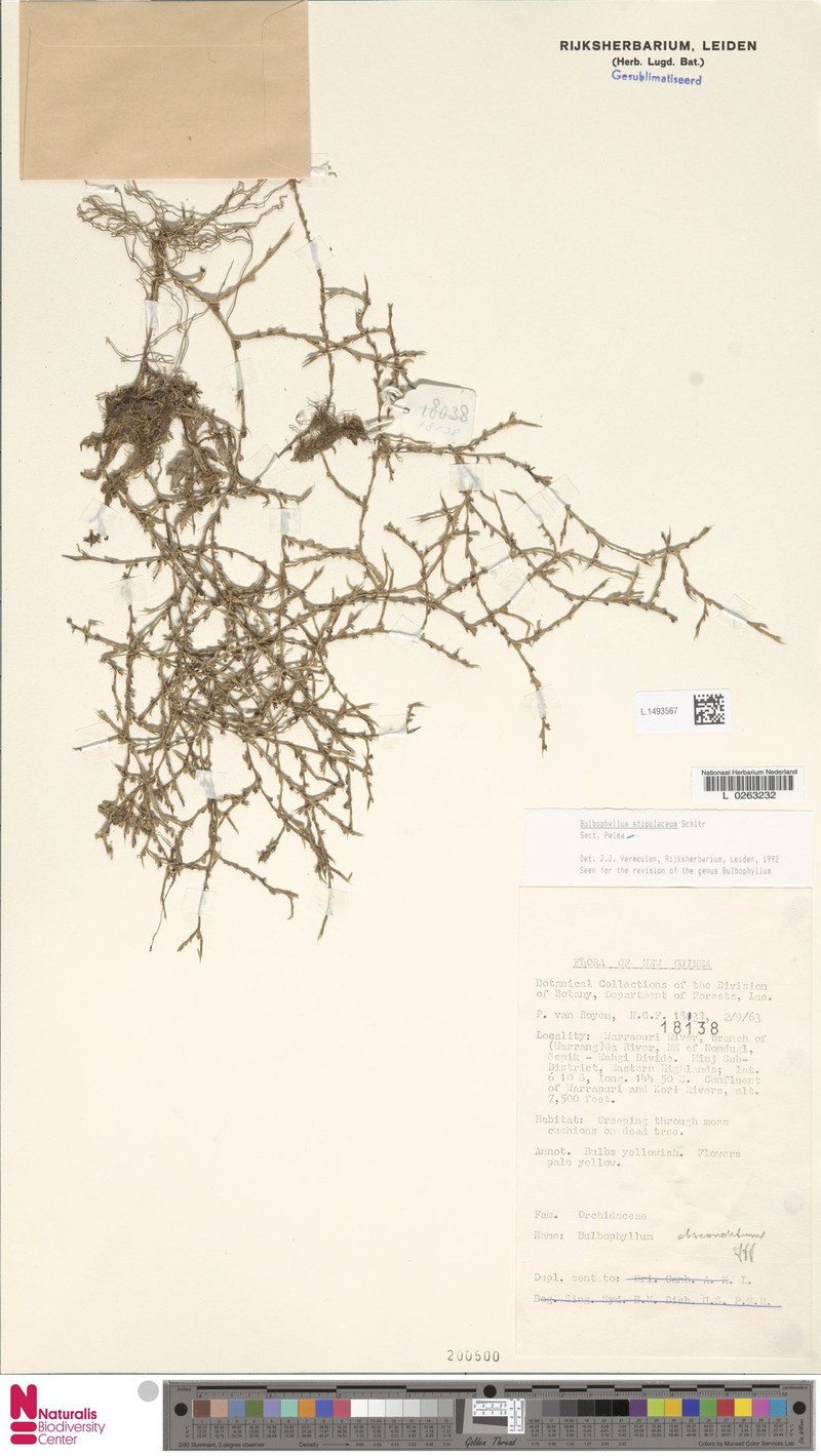 Bulbophyllum stipulaceum photo 3