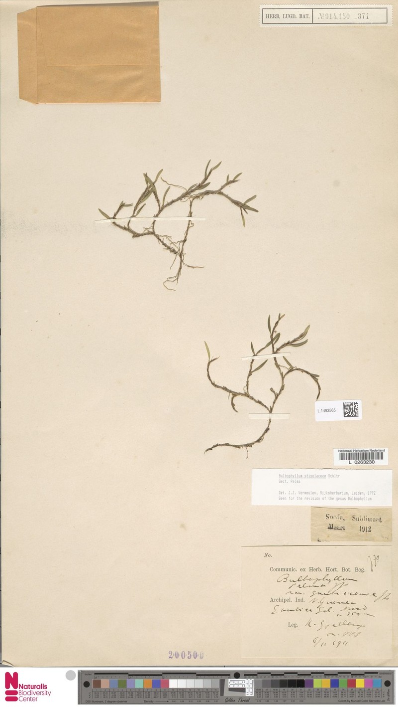 Bulbophyllum stipulaceum photo 4