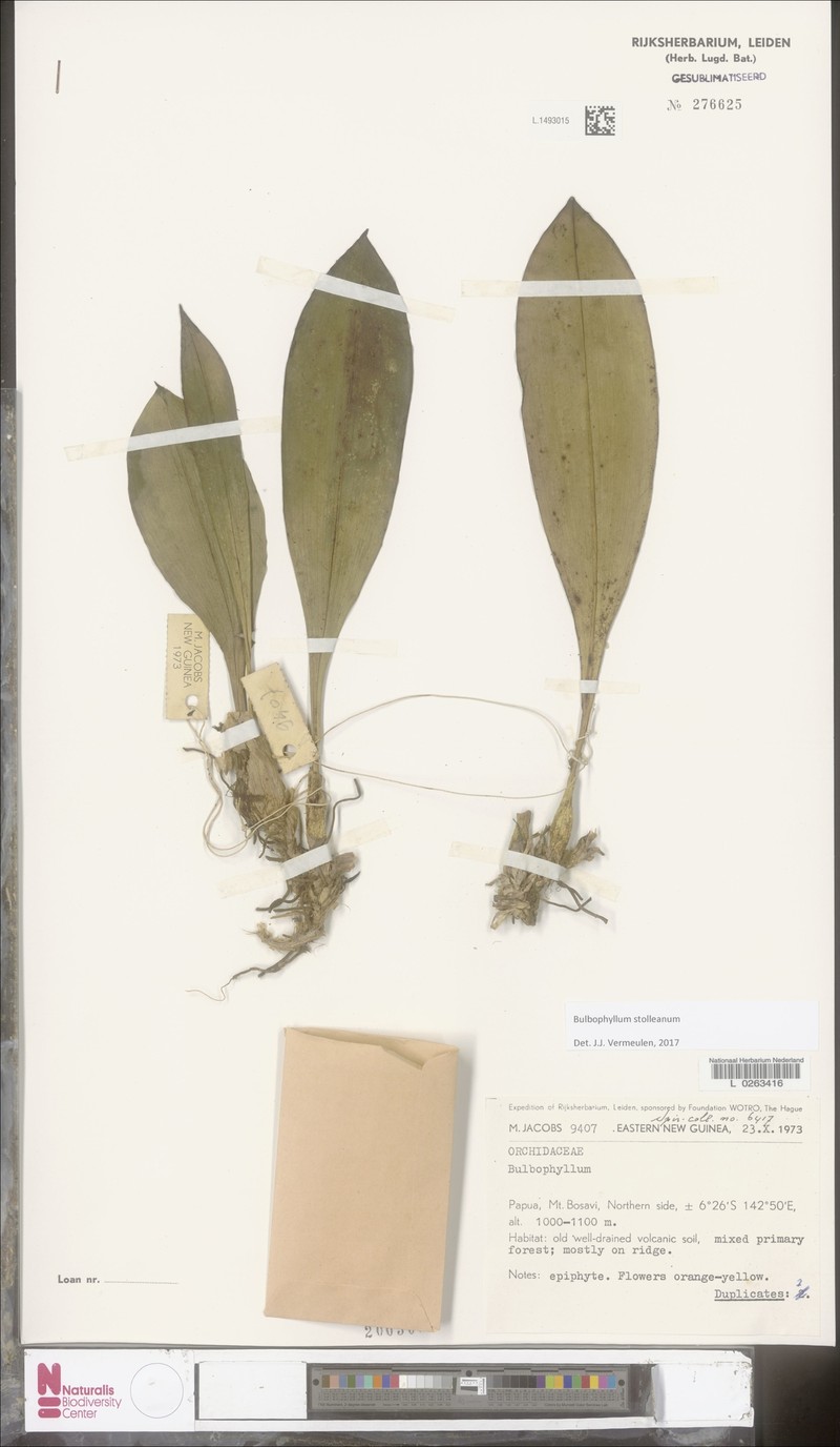 Bulbophyllum stolleanum