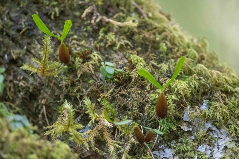 Bulbophyllum stolzii