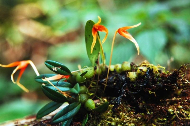 Bulbophyllum stormii