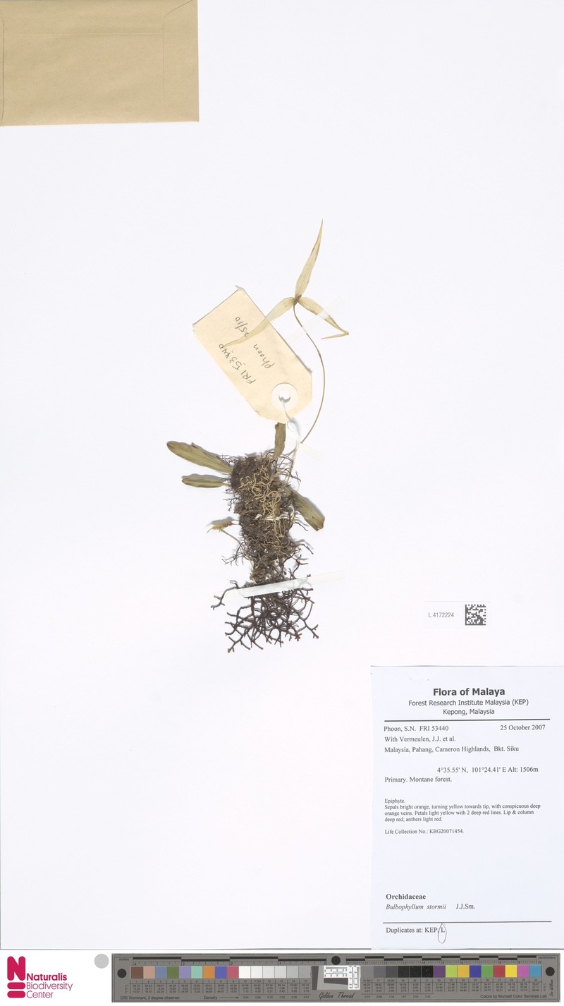 Bulbophyllum stormii photo 3