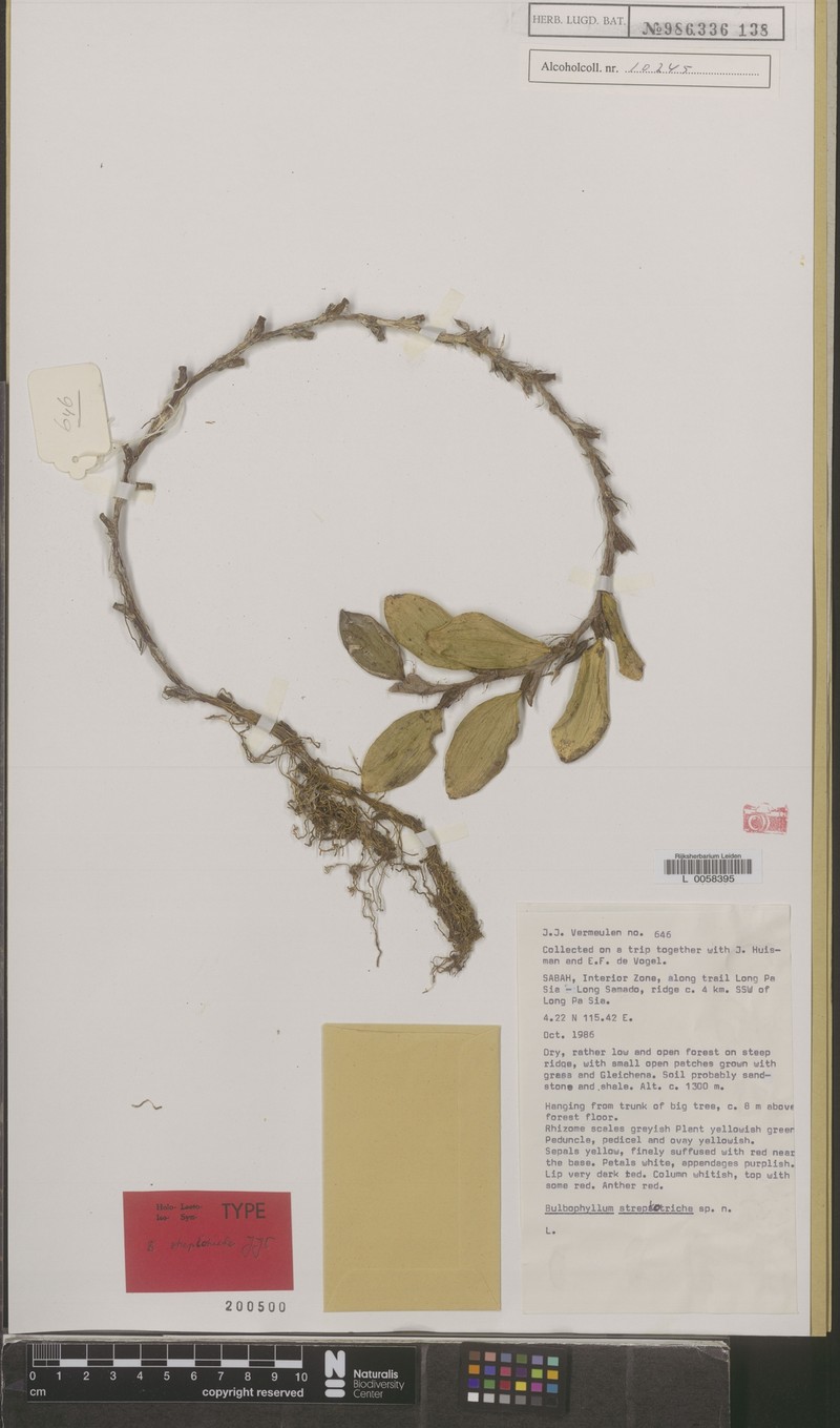 Bulbophyllum streptotriche