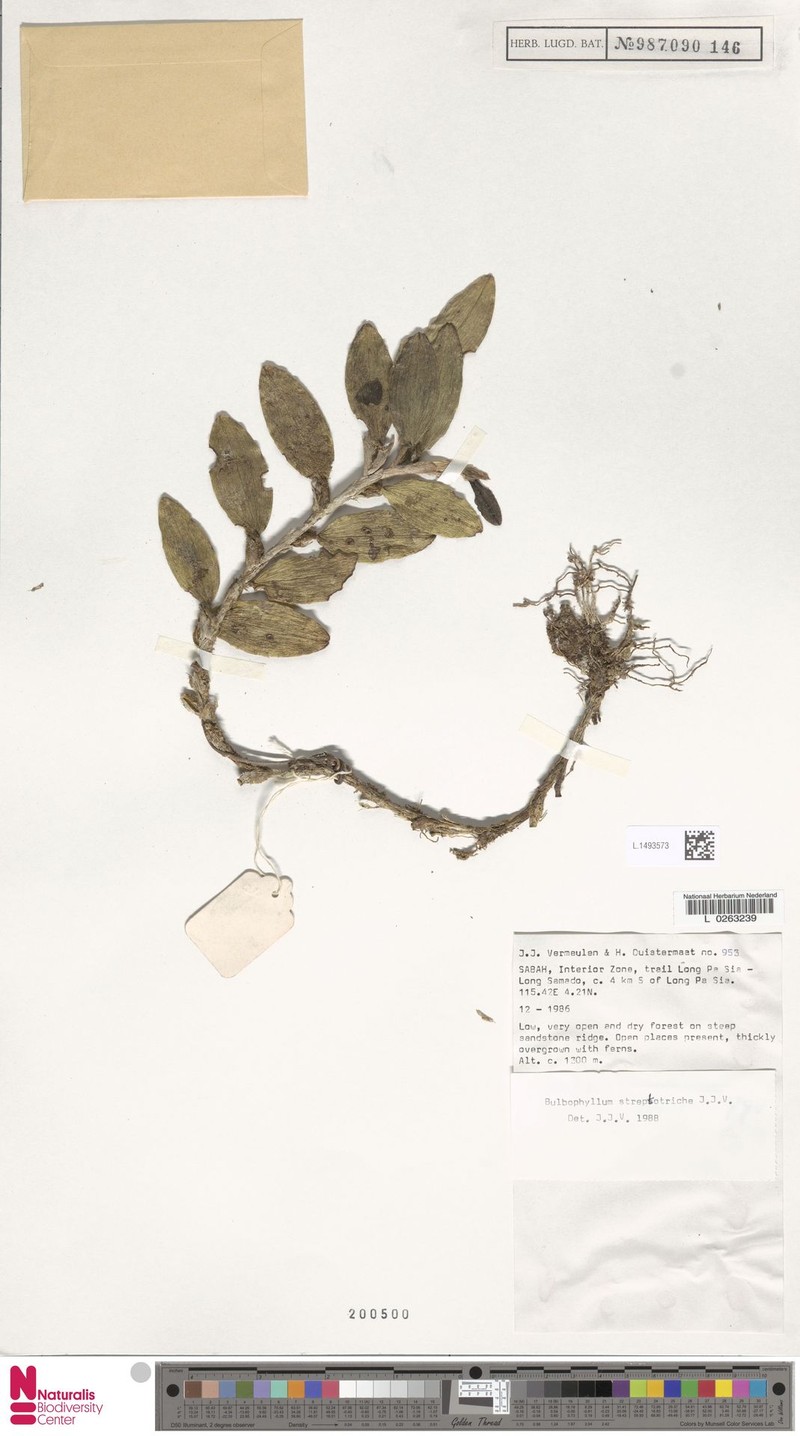 Bulbophyllum streptotriche photo 2