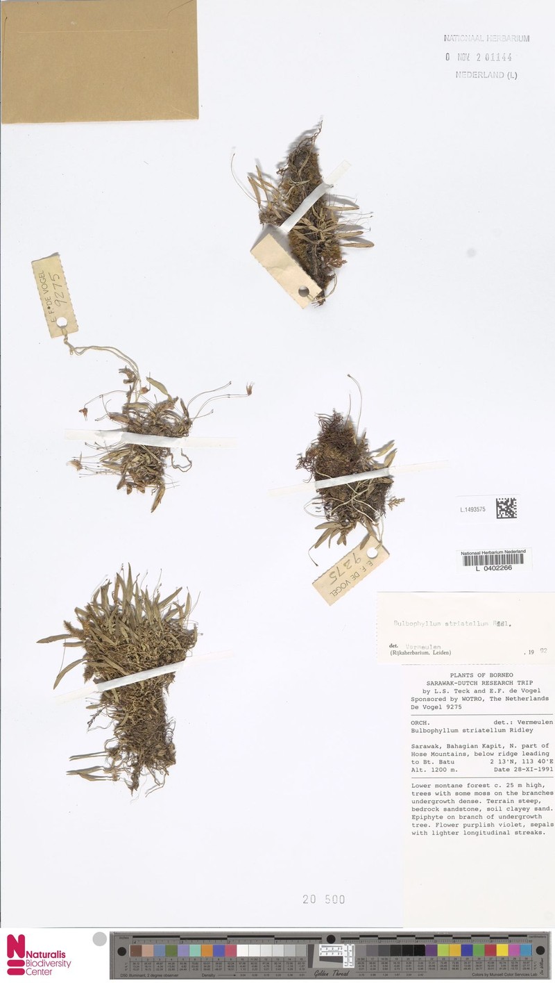 Bulbophyllum striatellum