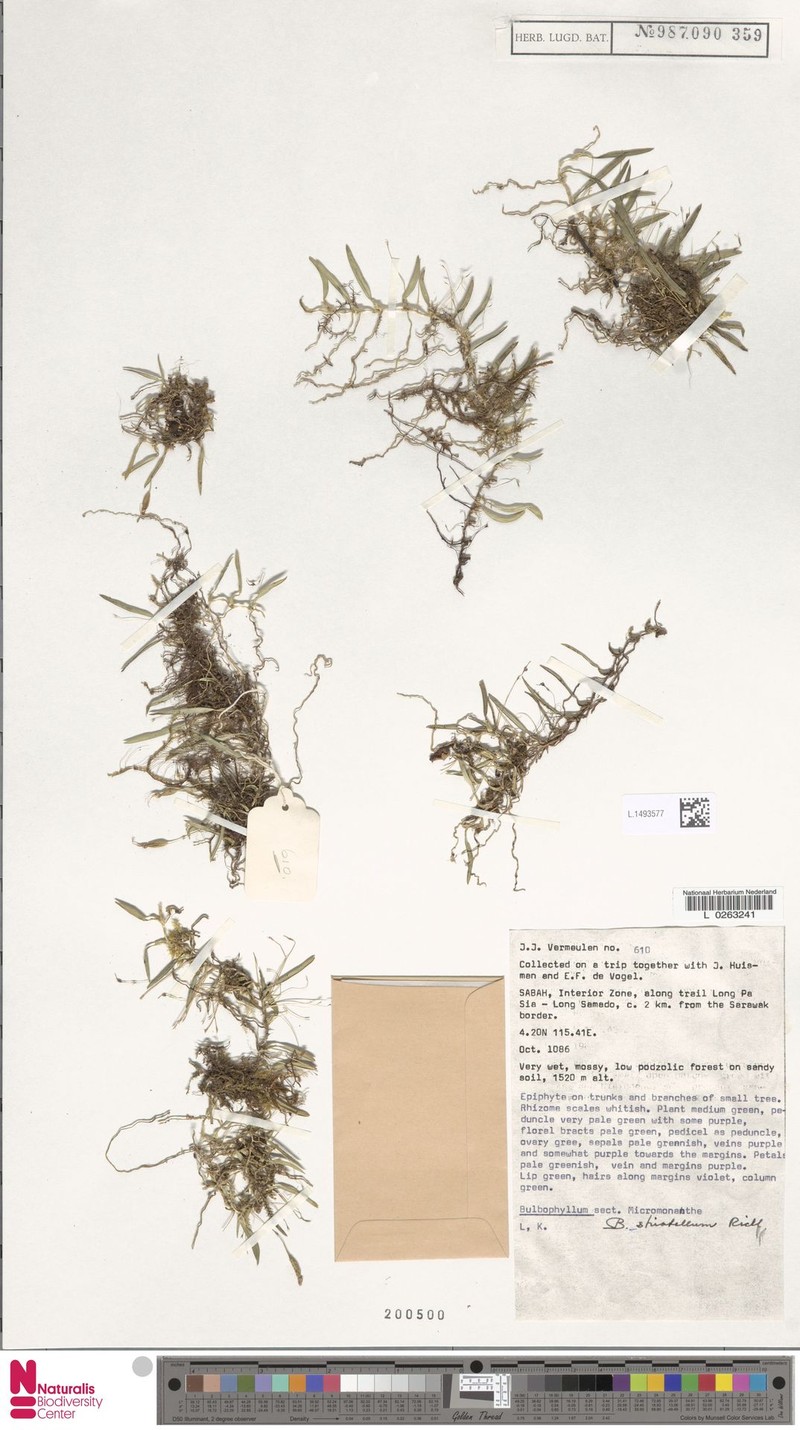 Bulbophyllum striatellum photo 2