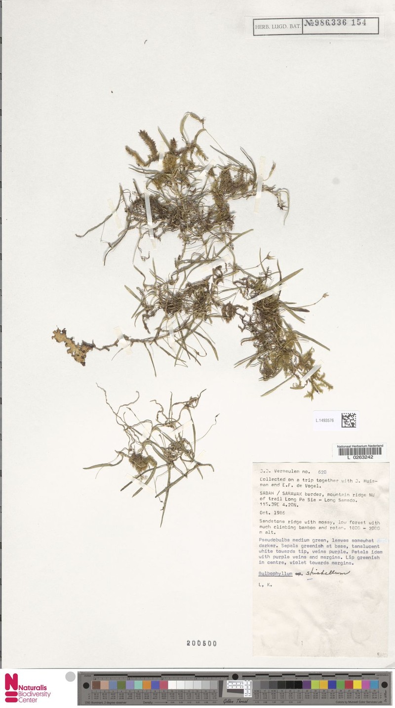 Bulbophyllum striatellum photo 4