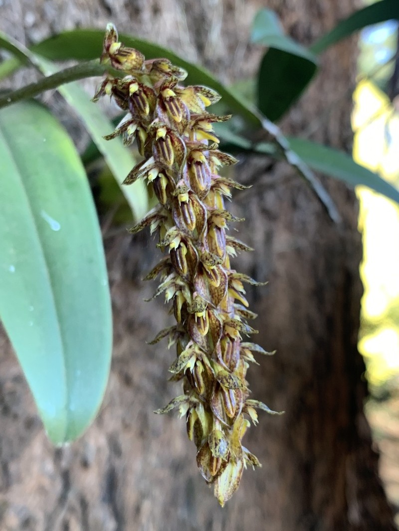 Bulbophyllum striatulum