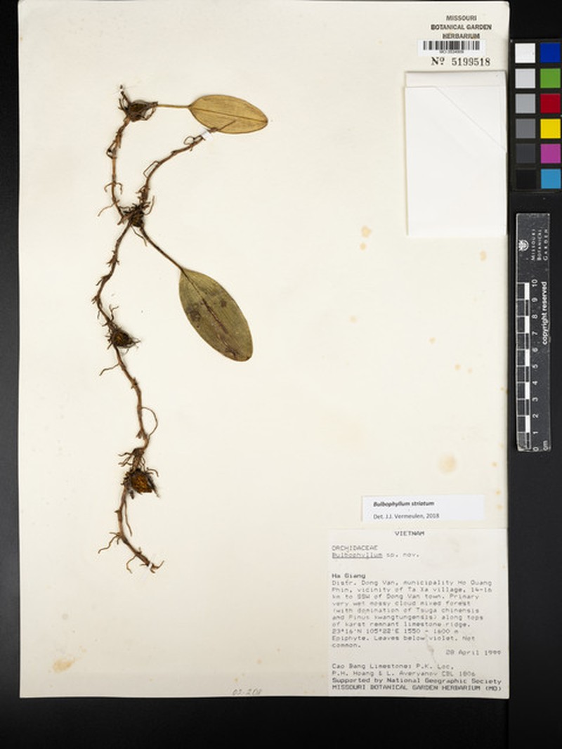 Bulbophyllum striatum