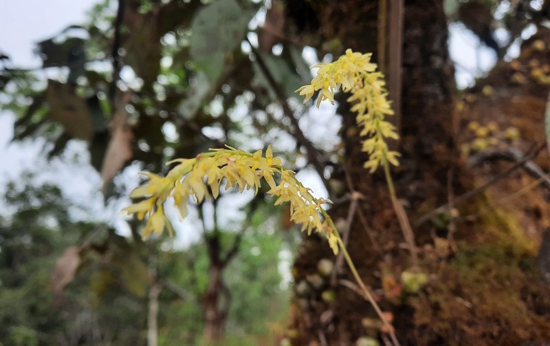 Bulbophyllum suavissimum