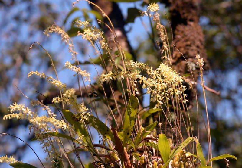 Bulbophyllum suavissimum photo 2