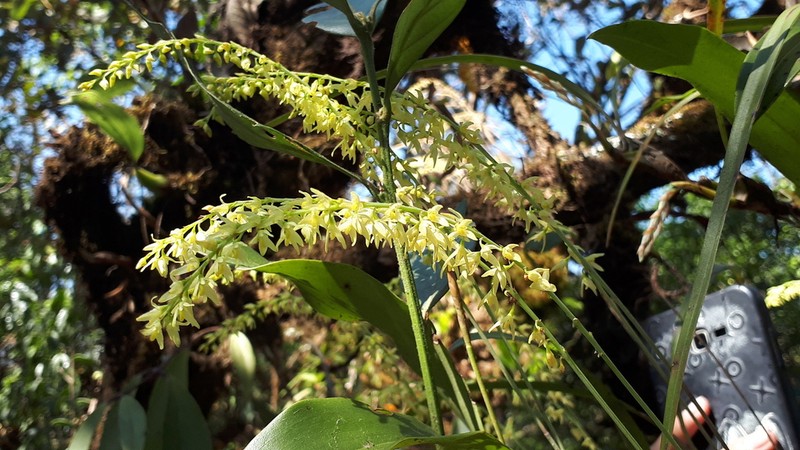 Bulbophyllum suavissimum photo 3
