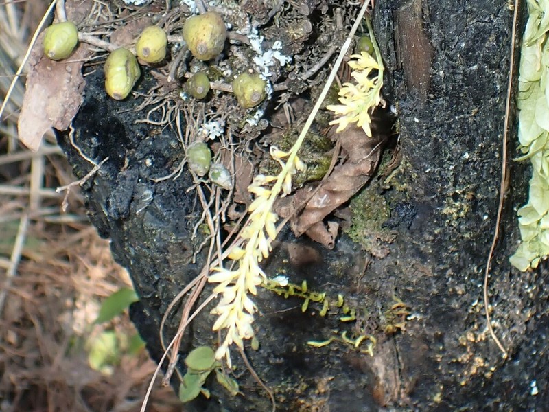 Bulbophyllum suavissimum photo 4